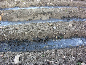 Vand i s�-rillerne, inden fr�ene s�s