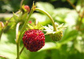 L�kre skovjordb�r i Frilandshaven