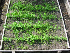 �rtebedet f�r lugning