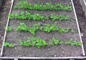 �rtebedet efter lugning