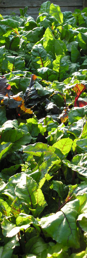 R�dbede Beta Vulgaris