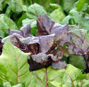 R�dbede Bulls Blood