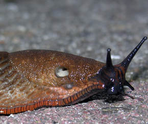 Dr�bersnegl, Arion vulgaris