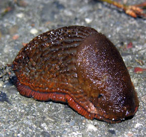 Dr�bersnegl, Arion vulgaris