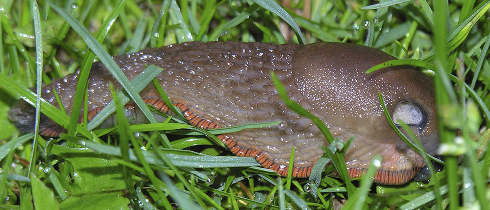 Dr�bersnegl, Arion vulgaris