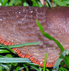 Dr�bersnegl, Arion vulgaris