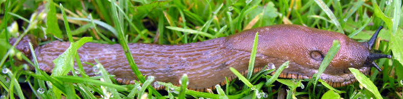 Er dette en dr�bersnegl