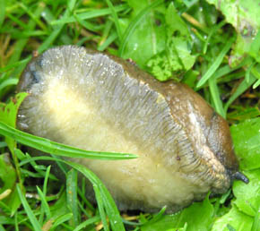 Dr�bersnegl, Arion vulgaris