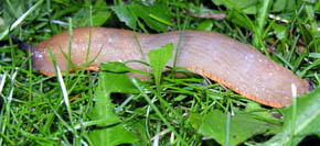 Dr�bersnegl, Arion vulgaris