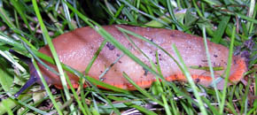 Dr�bersnegl, Arion vulgaris