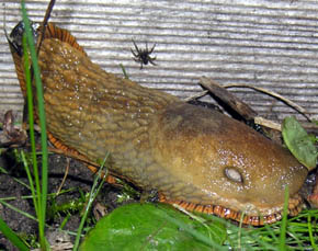 Dr�bersnegl, Arion vulgaris