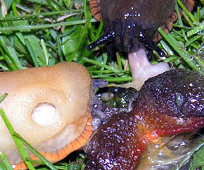 Dr�bersnegl, Arion vulgaris