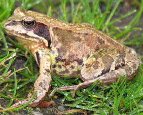 Butsnudet fr�, Rana temporaria