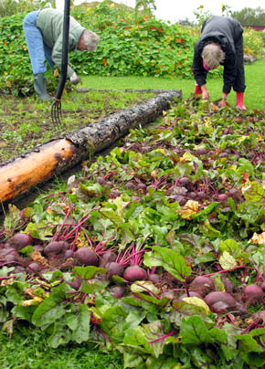 R�dbedeh�st i Forundringens Have