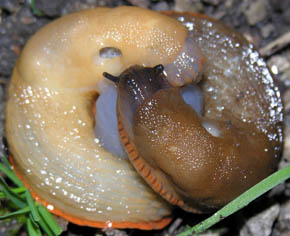 To dr�bersnegle parrer sig