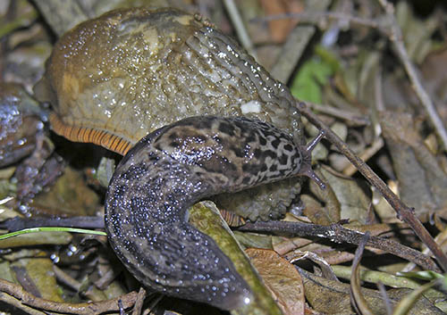 Plettet gr�snegl og dr�bersnegl