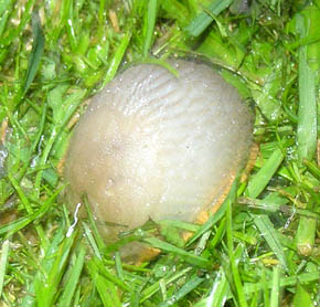 Dr�bersnegl, Arion vulgaris