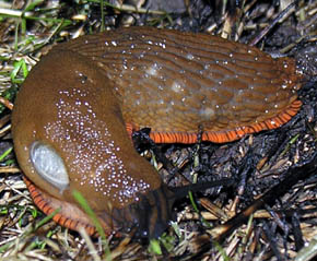 Dr�bersnegl, Arion vulgaris