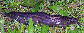 Plettet gr�snegl, Limax maximus