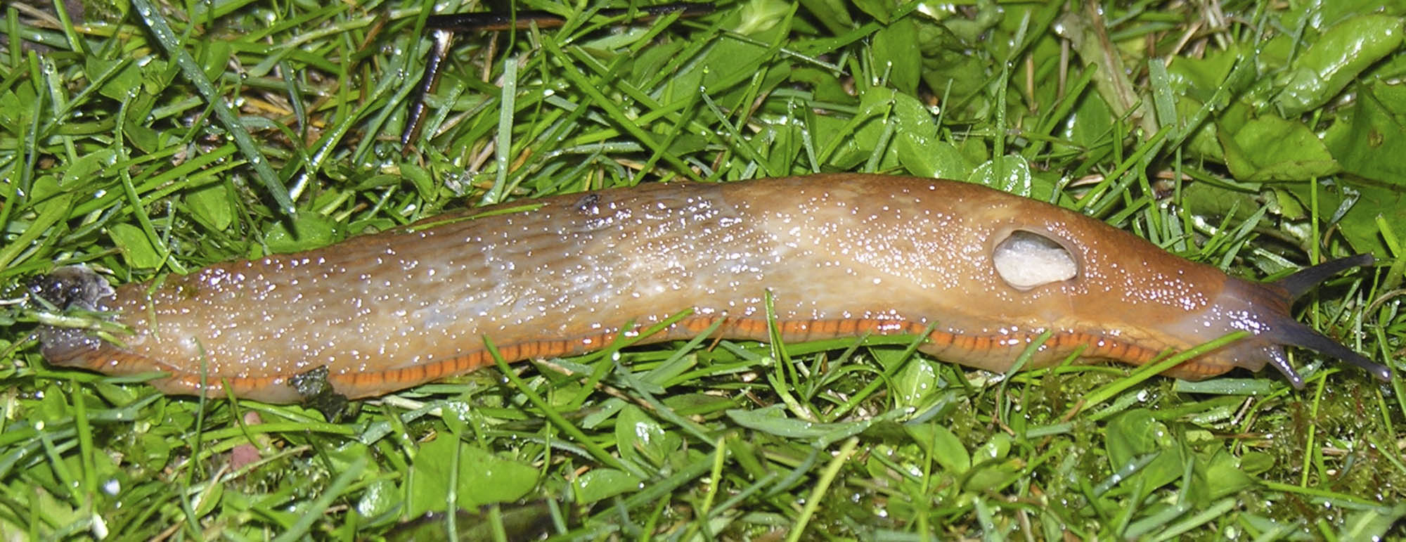 Dr�bersnegl, Arion vulgaris