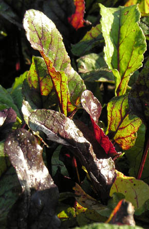 R�dbede Rubia, blade