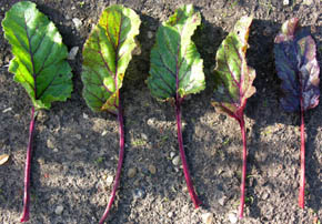 Blade fra r�dbede Rubia