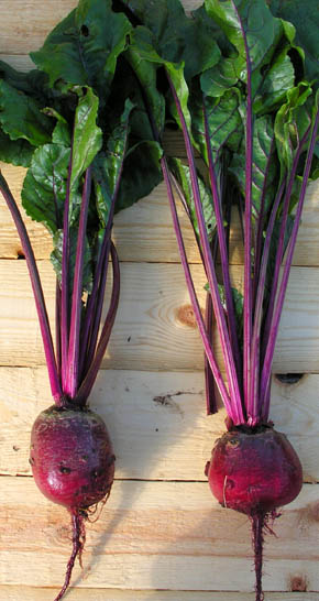 Tjekkisk r�dbede, Cvikla, Beta vulgaris