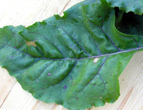 Tjekkisk r�dbede, Cvikla, Beta vulgaris