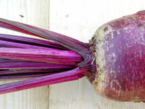 Tjekkisk r�dbede, Cvikla, Beta vulgaris