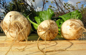 R�dbede Albina Vereduna