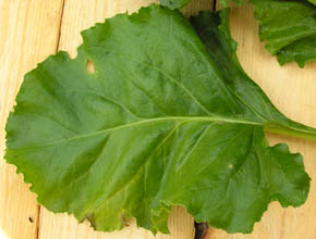 Blad fra r�dbede Albina Vereduna