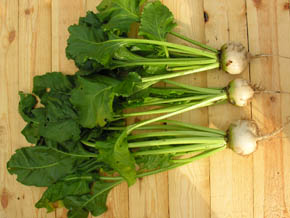 R�dbede Albina Vereduna