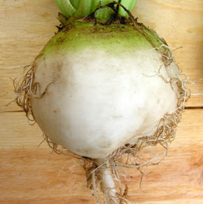 R�dbede Albina Vereduna