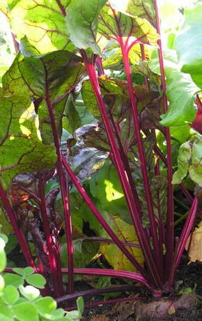 R�dbede Crosby�s Egyptian