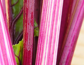 R�dbedestilk, Crosby�s Egyptian.