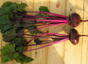 R�dbede Crosby�s Egyptian