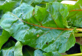 R�dbede Burpees Golden