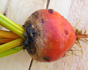 R�dbede Burpees Golden