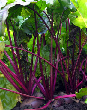 R�dbede Egyptische Platrunde