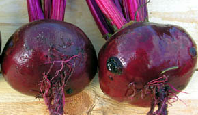 R�dbede Egyptische Platrunde