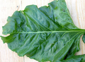 Blad fra r�dbede Blankoma