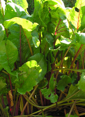 R�dbede Italian Rossa Mammouth