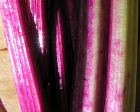 R�dbede Italian Rossa Mammouth