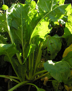 R�dbede White Devoy