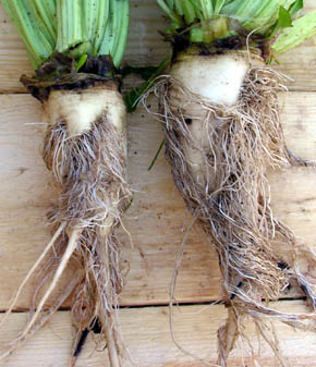 R�dbede White Devoy