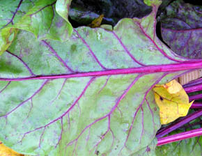 Blad fra r�dbede Boltardy