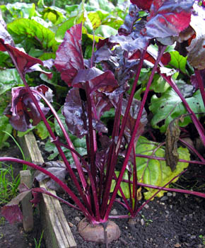 R�dbede Bulls Blood