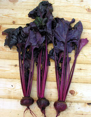 R�dbede Bulls Blood