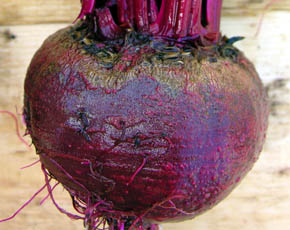 R�dbede Bulls Blood