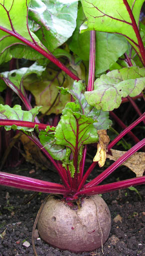 R�dbede Moulin Rouge